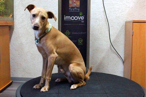 Kimba auf imoove®-vet